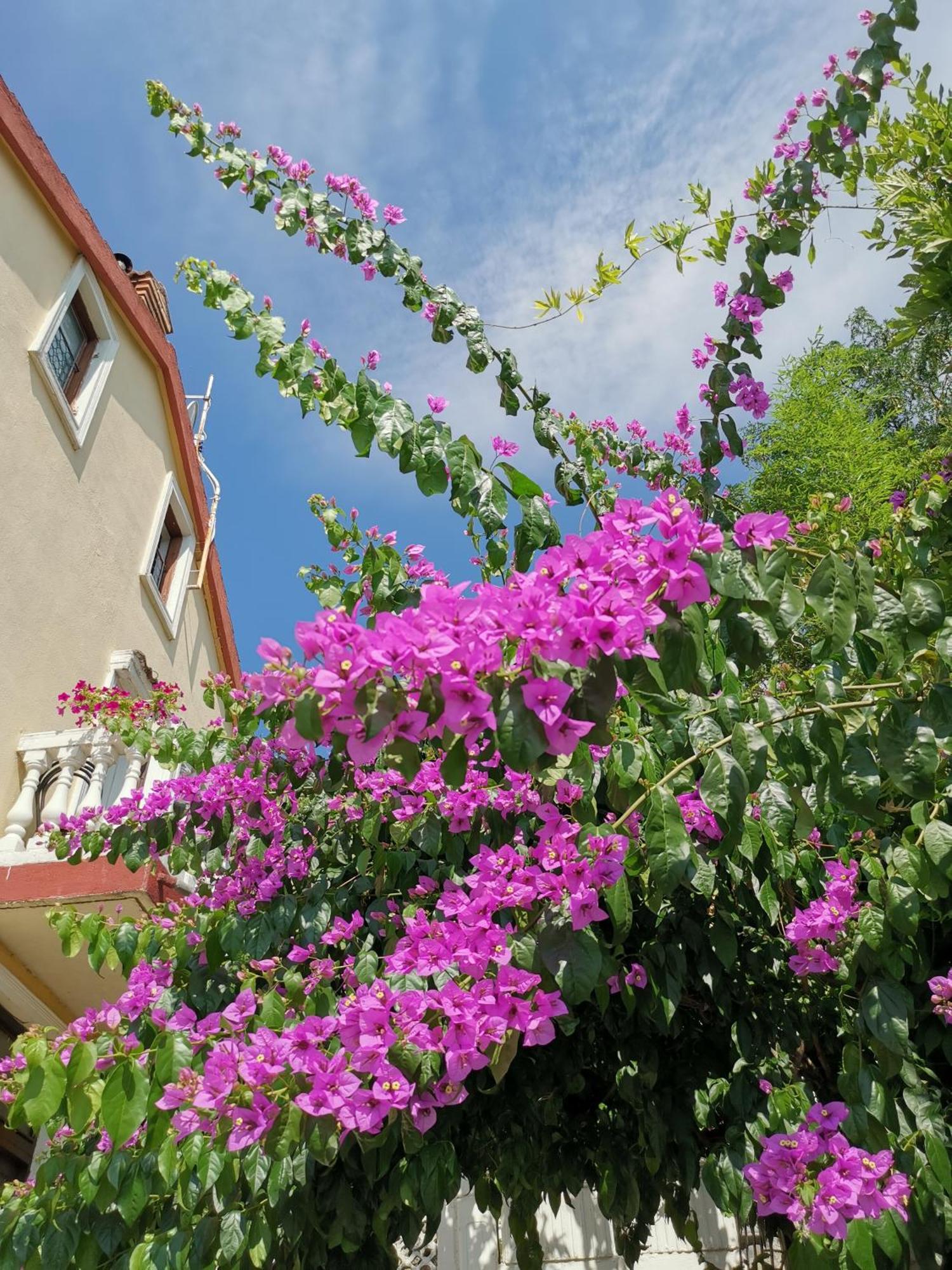Ginko House Apartment Opatija Exterior foto